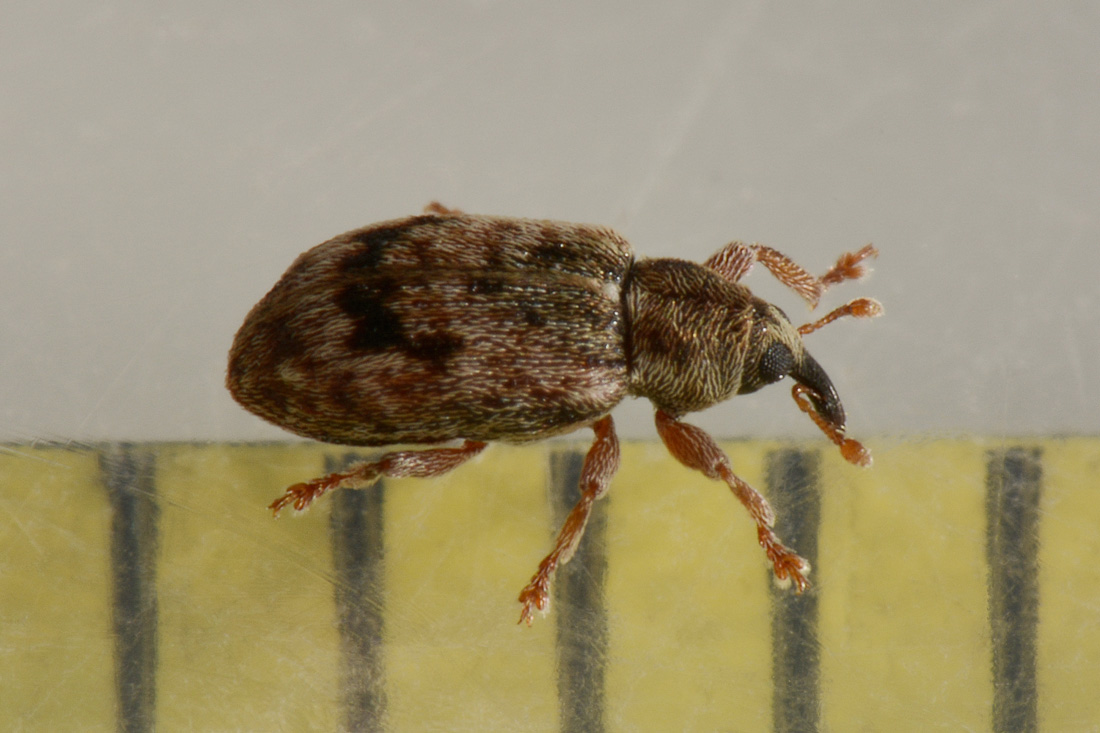Curculionidae: Ellescus infirmus?  S !